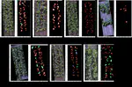 Detecting Sorghum Plant and Head Features from Multispectral UAV Imagery